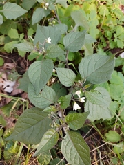 Solanum nigrum
