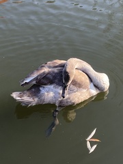 Cygnus olor