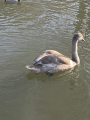 Cygnus olor