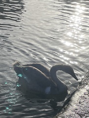 Cygnus olor