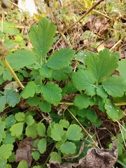 Chelidonium majus