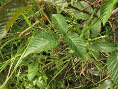 Rubus megalococcus