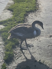 Cygnus olor