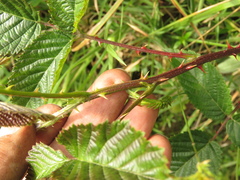 Rubus megalococcus
