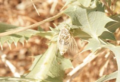 Cicadatra hyalina