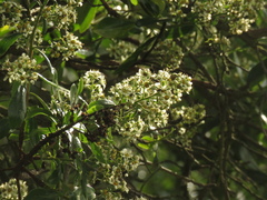 Escallonia discolor
