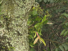 Epidendrum excisum