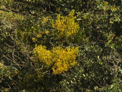 Dendrophthora clavata