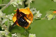 Xylocopa violacea