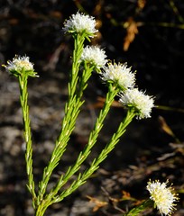 Agathosma esterhuyseniae