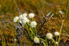 Agathosma esterhuyseniae