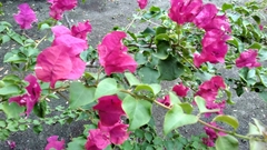 Bougainvillea