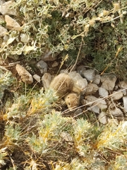 Spermophilus xanthoprymnus