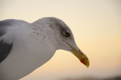 Larus michahellis