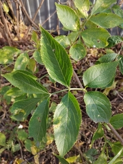 Sambucus nigra