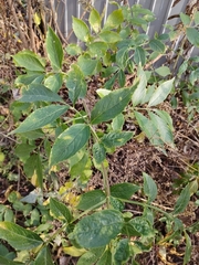 Sambucus nigra