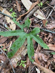 Diplocyclos palmatus