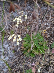 Stylidium spathulatum