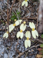 Stylidium spathulatum