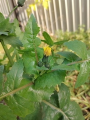 Sonchus oleraceus
