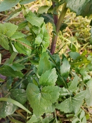 Sonchus oleraceus