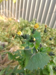 Sonchus oleraceus