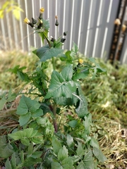 Sonchus oleraceus