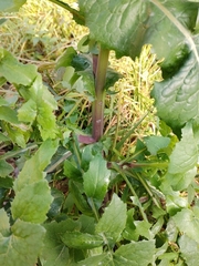 Sonchus oleraceus
