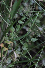 Sphaerocaryum malaccense