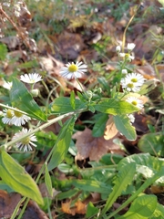 Erigeron annuus
