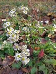 Erigeron annuus
