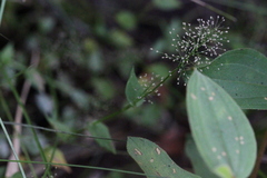 Sphaerocaryum malaccense