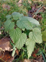 Urtica dioica