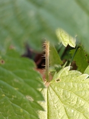 Urtica dioica