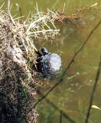 Emys orbicularis galloitalica