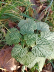 Urtica dioica