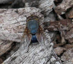Calliphora dubia
