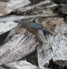 Calliphora dubia