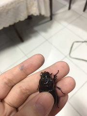 Oryctes rhinoceros