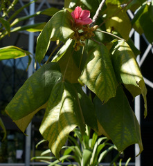 Brachychiton velutinosus