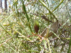 Hakea carinata