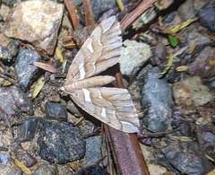 Chalastra aristarcha