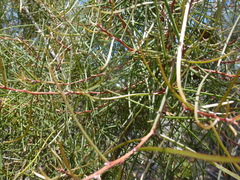 Hakea carinata