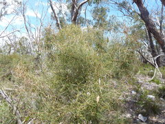Hakea carinata