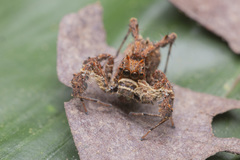 Portia labiata