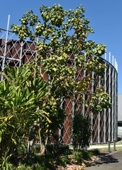 Brachychiton velutinosus