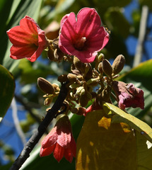 Brachychiton velutinosus