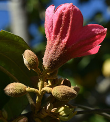 Brachychiton velutinosus