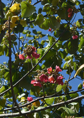 Brachychiton velutinosus