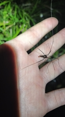 Forsteropsalis pureora